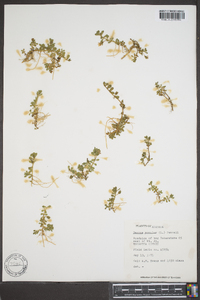 Bacopa monnieri image