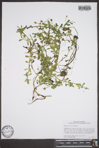 Bacopa monnieri image