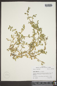 Bacopa monnieri image