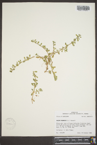 Bacopa monnieri image