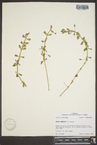 Bacopa monnieri image