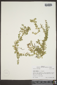 Bacopa monnieri image