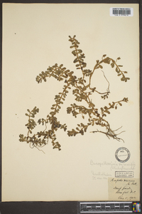 Bacopa monnieri image