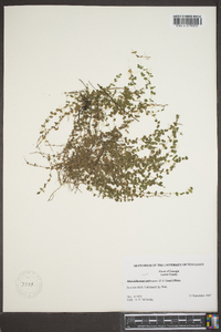 Micranthemum umbrosum image