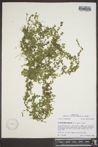 Micranthemum umbrosum image