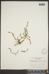 Micranthemum umbrosum image