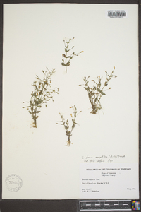 Lindernia dubia var. anagallidea image