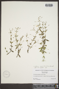 Lindernia dubia var. anagallidea image