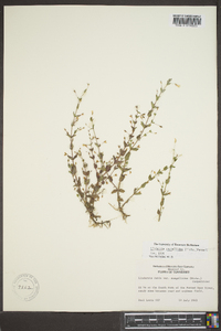 Lindernia dubia var. anagallidea image