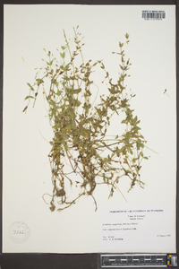 Lindernia dubia var. anagallidea image