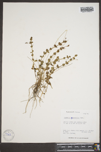 Ilysanthes grandiflora image