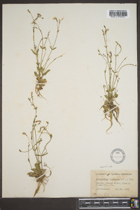 Lindernia monticola image