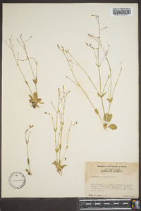 Lindernia monticola image