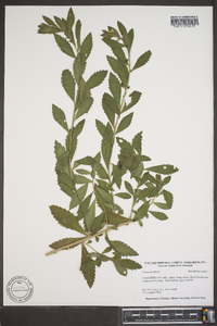 Capraria biflora image