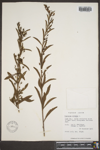 Capraria biflora image