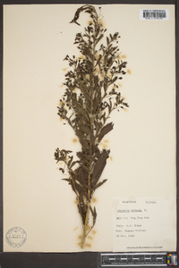 Capraria biflora image