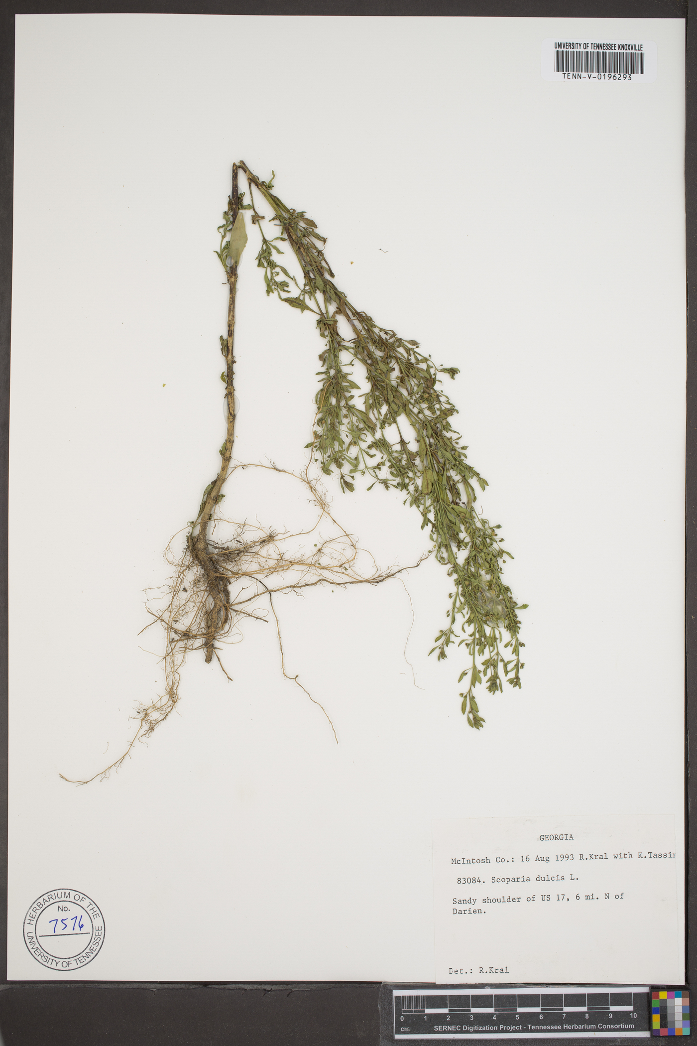 Scoparia dulcis image