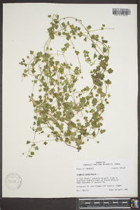 Veronica hederifolia image