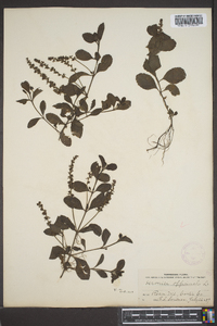 Veronica officinalis image