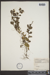 Veronica officinalis image