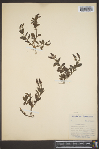 Veronica officinalis image