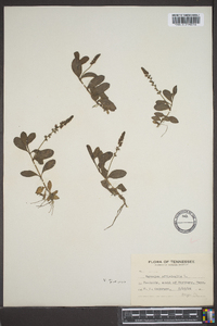 Veronica officinalis image