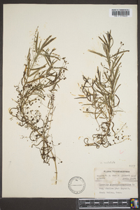 Veronica scutellata image