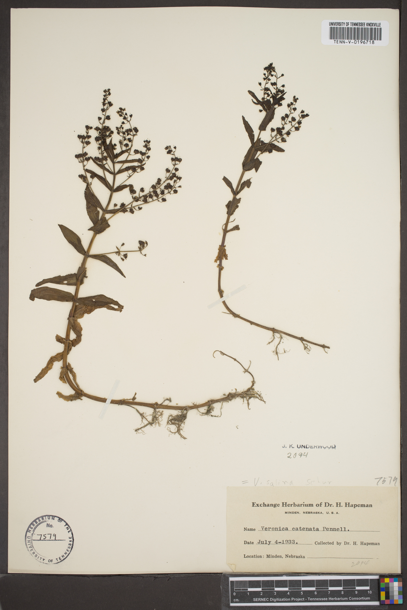 Veronica grandiflora image