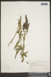 Veronica officinalis image