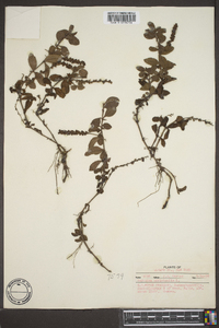 Veronica officinalis image