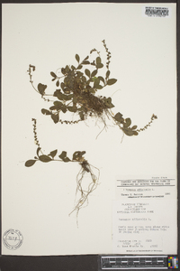 Veronica officinalis image