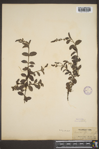 Veronica officinalis image