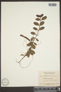 Veronica officinalis image