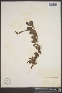 Veronica officinalis image