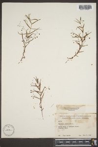 Veronica scutellata image