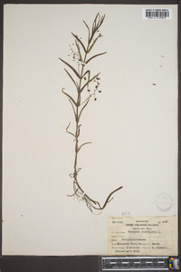 Veronica scutellata image