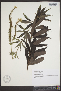 Veronicastrum virginicum image