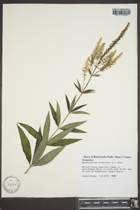 Veronicastrum virginicum image