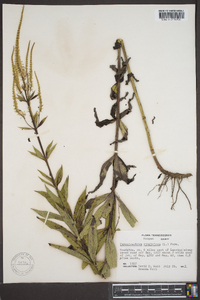 Veronicastrum virginicum image