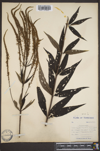 Veronicastrum virginicum image