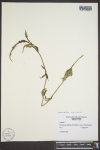 Veronicastrum virginicum image