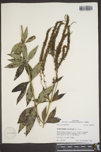 Veronicastrum virginicum image