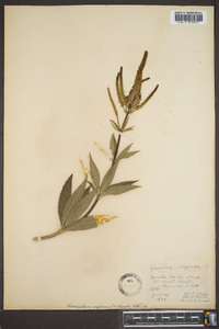 Veronicastrum virginicum image