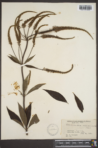 Veronicastrum virginicum image