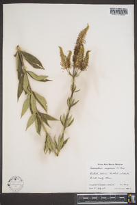 Veronicastrum virginicum image