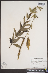 Veronicastrum virginicum image