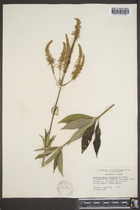 Veronicastrum virginicum image