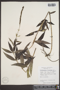 Veronicastrum virginicum image