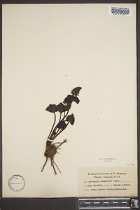 Synthyris schizantha image