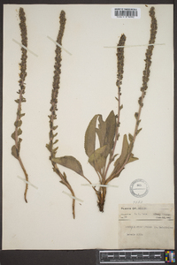 Veronica wyomingensis image